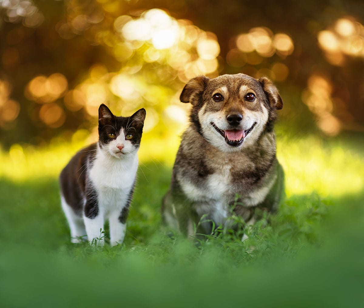 Cute Furry Friends Cat and Dog Sitting in a Sunny Spring Park and Smiling